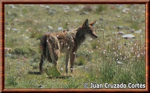 Coyote du Rio Grande inférieur (Canis latrans microdon)