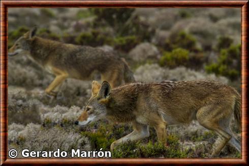 Coyote de la péninsule (Canis latrans peninsulae)