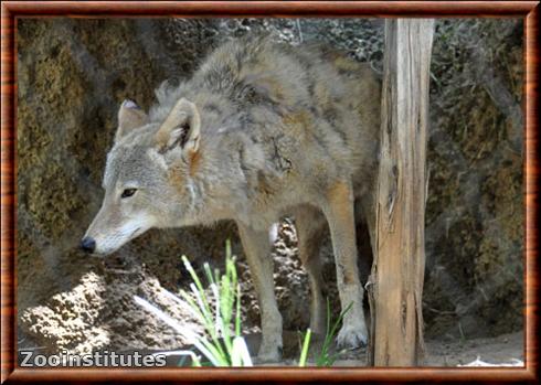 Coyote des plaines du Texas (Canis latrans texensis)