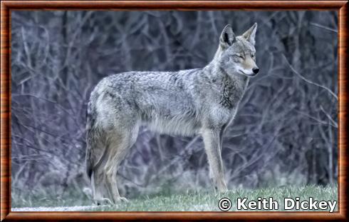 Coyote du Nord-Est (Canis latrans thamnos)