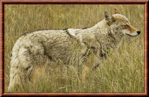 Canis latrans