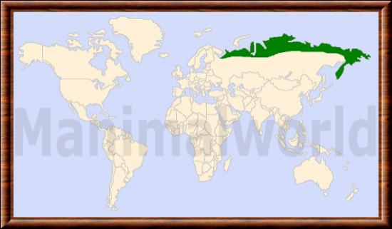 Canis lupus albus répartition