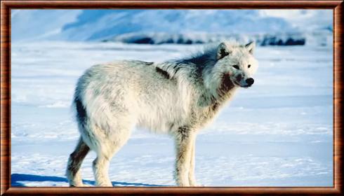 Canis lupus albus