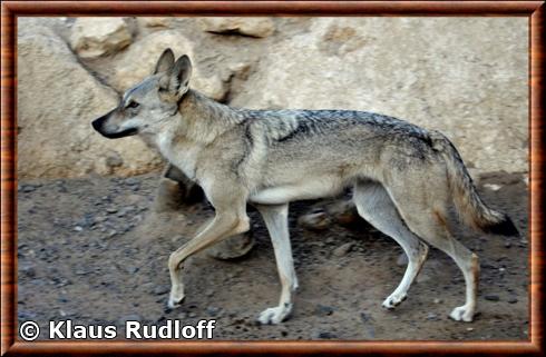Canis lupus arabs