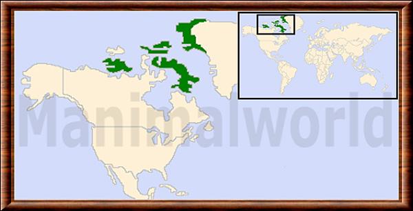 Canis lupus arctos repartition