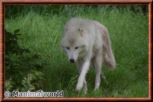 Canis lupus arctos