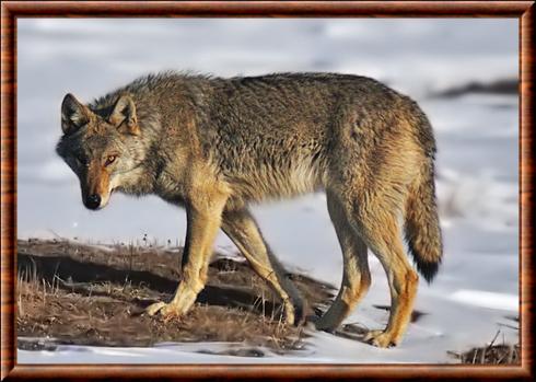 Canis lupus campestris