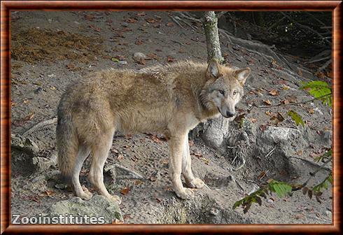 Canis lupus chanco