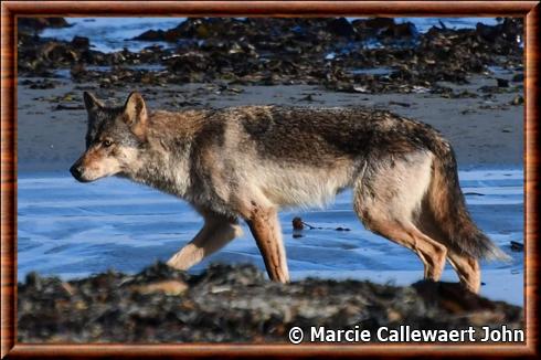 Canis lupus crassodon