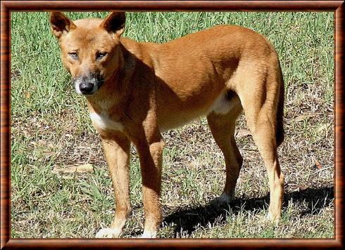 Canis lupus dingo