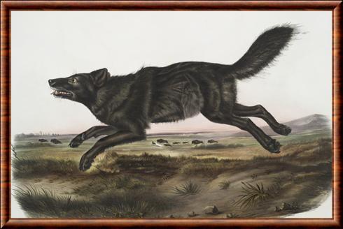 Canis lupus floridanus