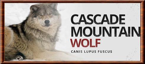 Canis lupus fuscus