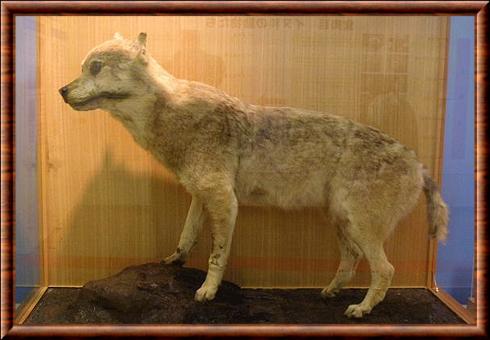 Canis lupus hodophilax