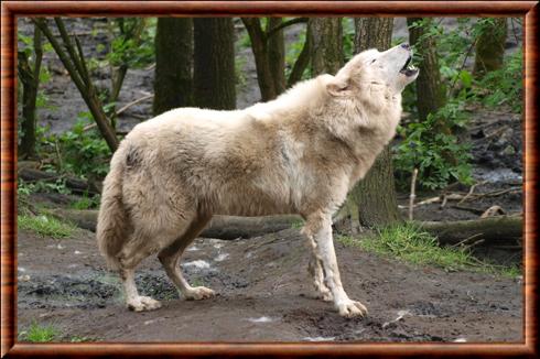 Canis lupus hudsonicus