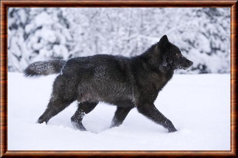 Canis lupus ligoni