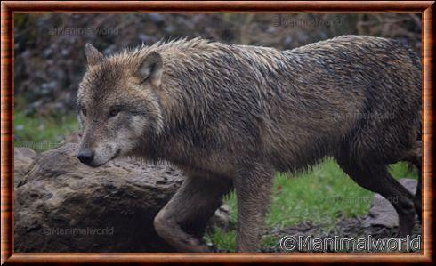 Canis lupus lupus