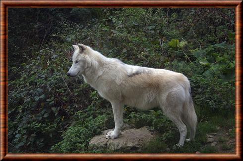 Canis lupus mackenzii