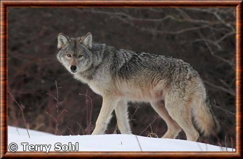 Canis lupus nubilus