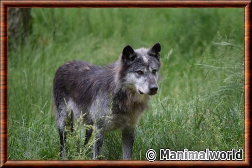 Canis lupus occidentalis