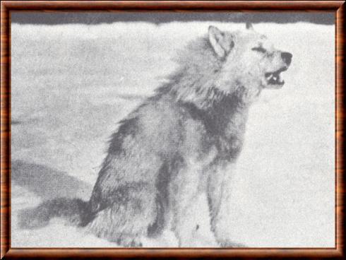 Canis lupus orion