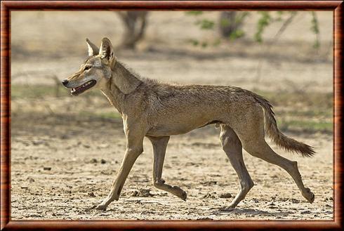 Canis lupus pallipes