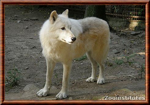 Canis lupus tundrarum