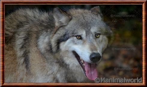 Loup gris (Canis lupus)