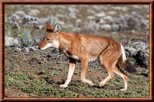 Loup éthiopien du sud (Canis simensis citernii)