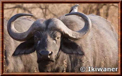 Cape buffalo