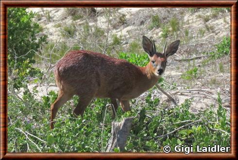 Cape grysbok (Raphicerus melanotis)