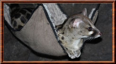 Cape genet