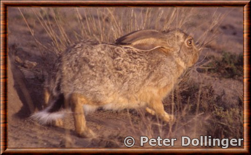 Cape Hare