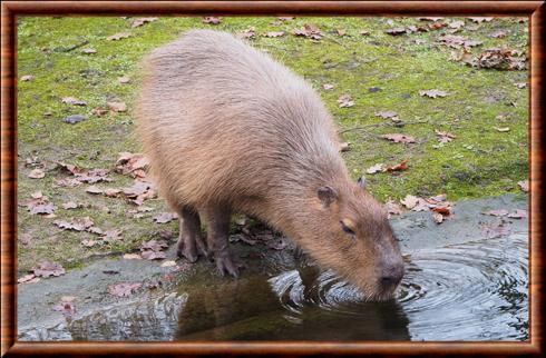 Capibara (Hydrochoerus hydrochaeris)