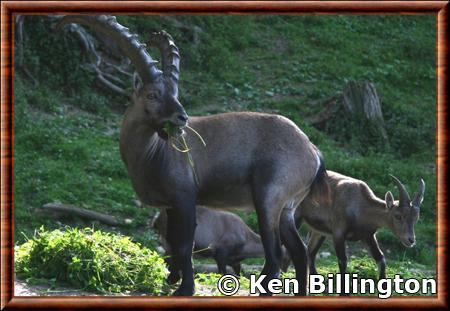 Capra ibex