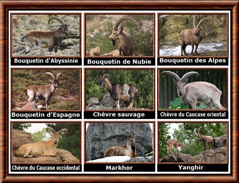 Bouquetin des Alpes (Capra ibex)