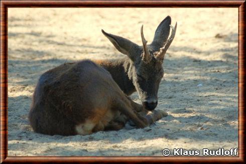 Chevreuil iberique (Capreolus capreolus canus)