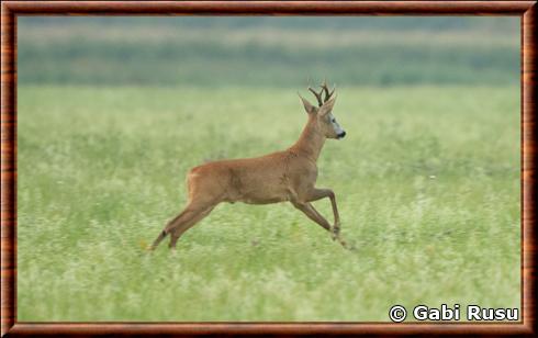 Chevreuil europeen commun (Capreolus capreolus capreolus)