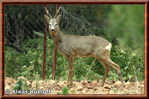 Chevreuil italien (Capreolus capreolus italicus)