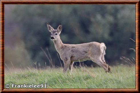 Capreolus capreolus