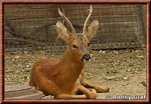 Chevreuil de Chine (Capreolus pygargus bedfordi)