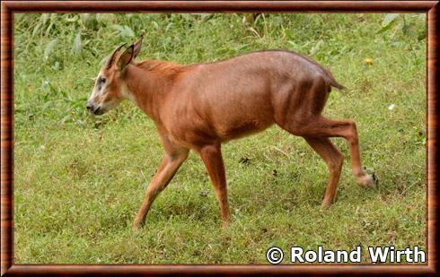 Capricornis rubidus