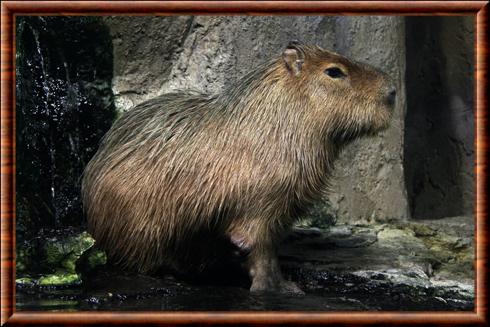 Capybara aquarium de Toba au Japon