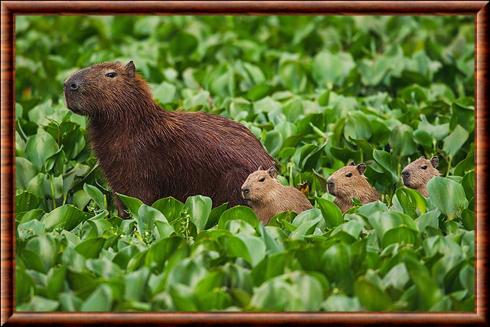 Capybara (Hydrochoerus hydrochaeris) femelle