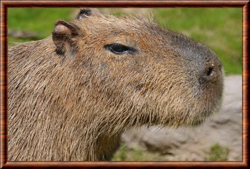 Capybara (Hydrochoerus hydrochaeris) portrait