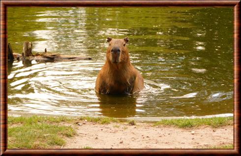Capybara zoo de Givskud