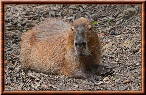 Capybara (Hydrochoerus hydrochaeris)