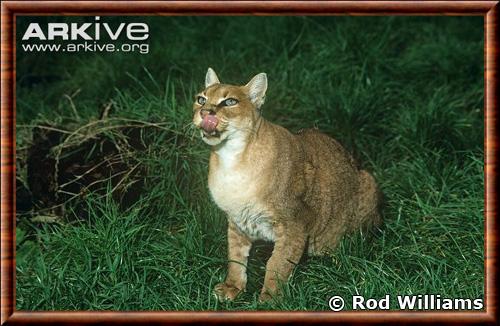 Caracal aurata