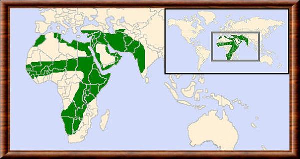 Caracal caracal repartition