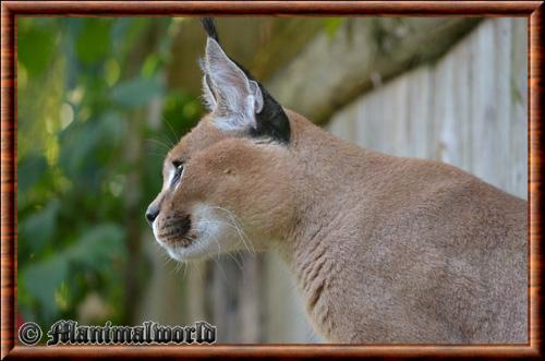 Caracal caracal