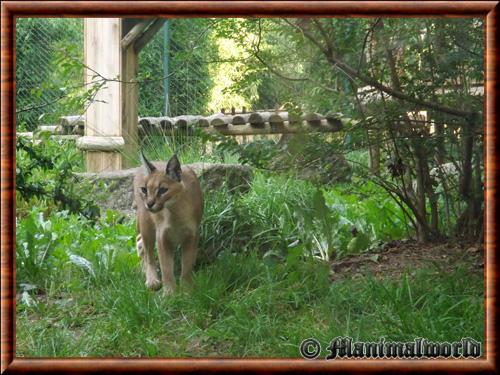 Caracal en captivite